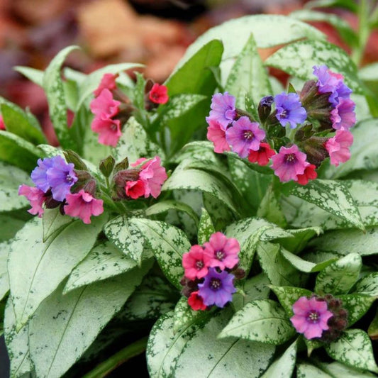 Pulmonaria 'Silver Bouquet' Lungwort – flowering perennial