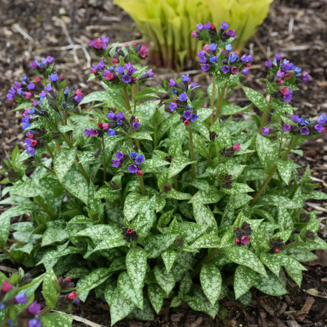 Pulmonaria ‘Spot On’ – flowering perennial