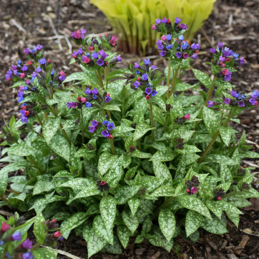 Pulmonaria ‘Spot On’ – flowering perennial