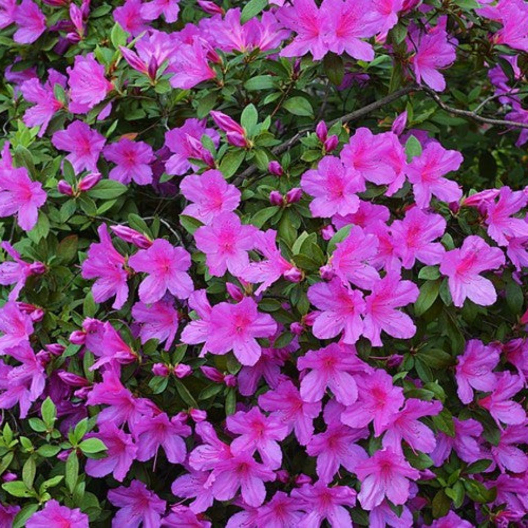 Purple Formosa Azalea