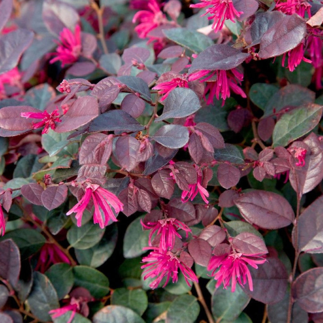 Purple Diamond Loropetalum in bloom