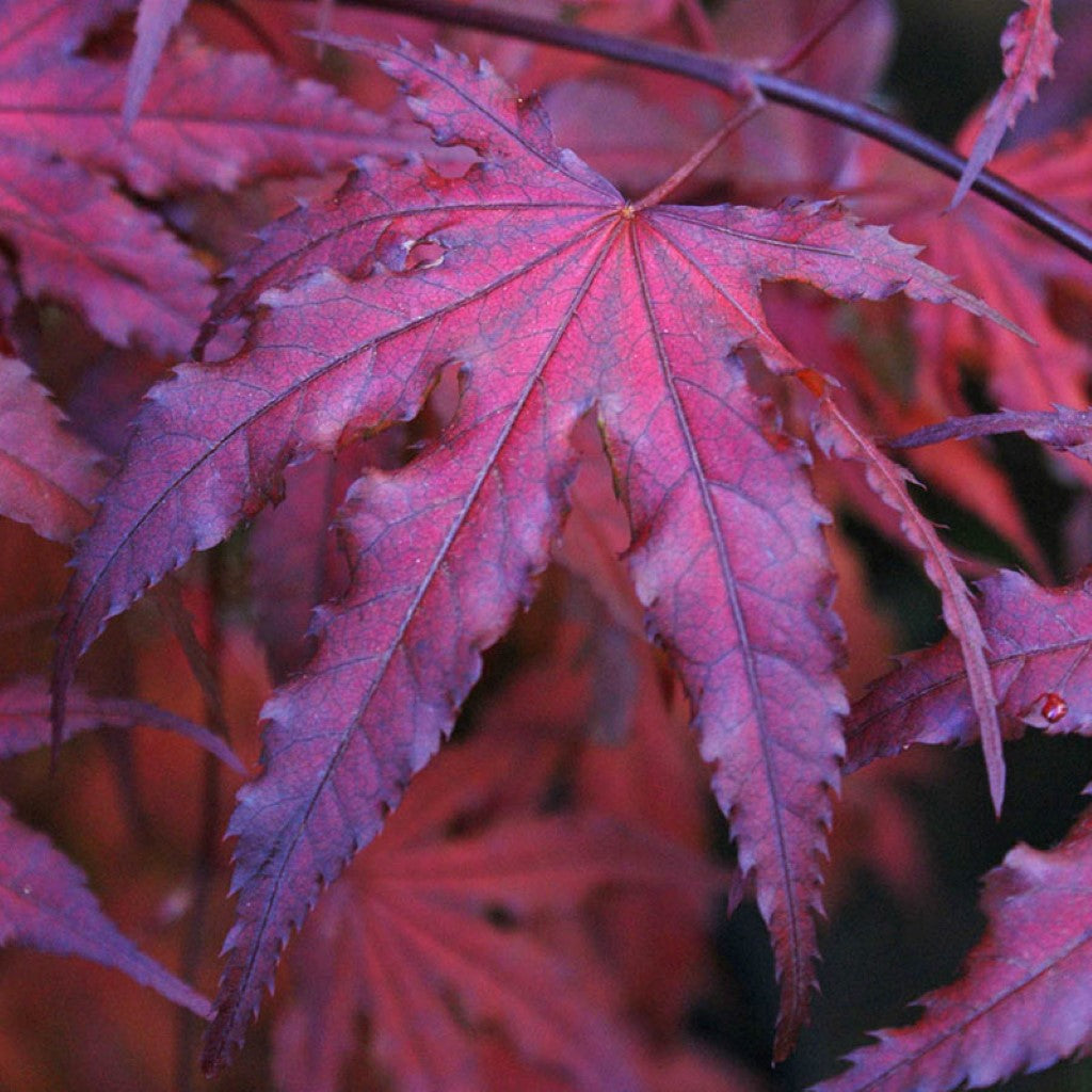 Close up of Purple Ghost Japanese Maple leaves highlighting black veins and purple tones