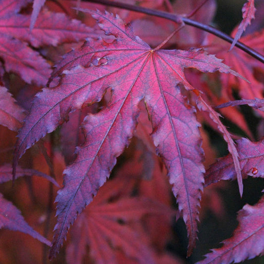 Close up of Purple Ghost Japanese Maple leaves highlighting black veins and purple tones