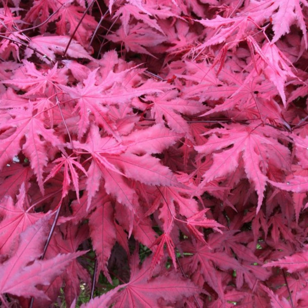 Purple Ghost Japanese Maple foliage displaying dramatic color contrast during fall season