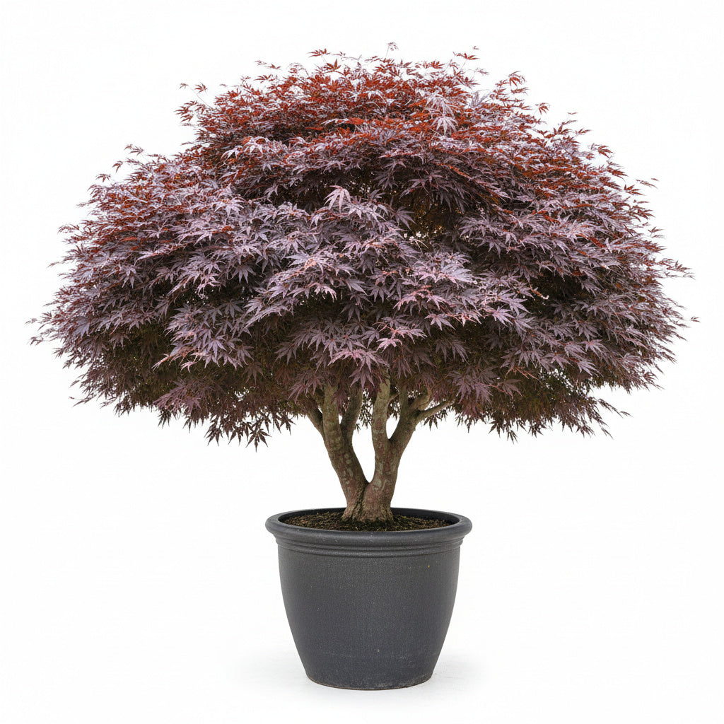 Mature Purple Ghost Japanese Maple with layered foliage and rich purple leaf color