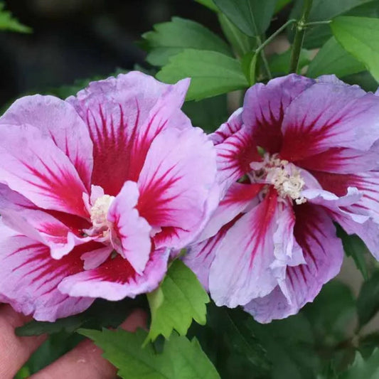 Purple Pillar Hibiscus shrub with deep purple summer blooms