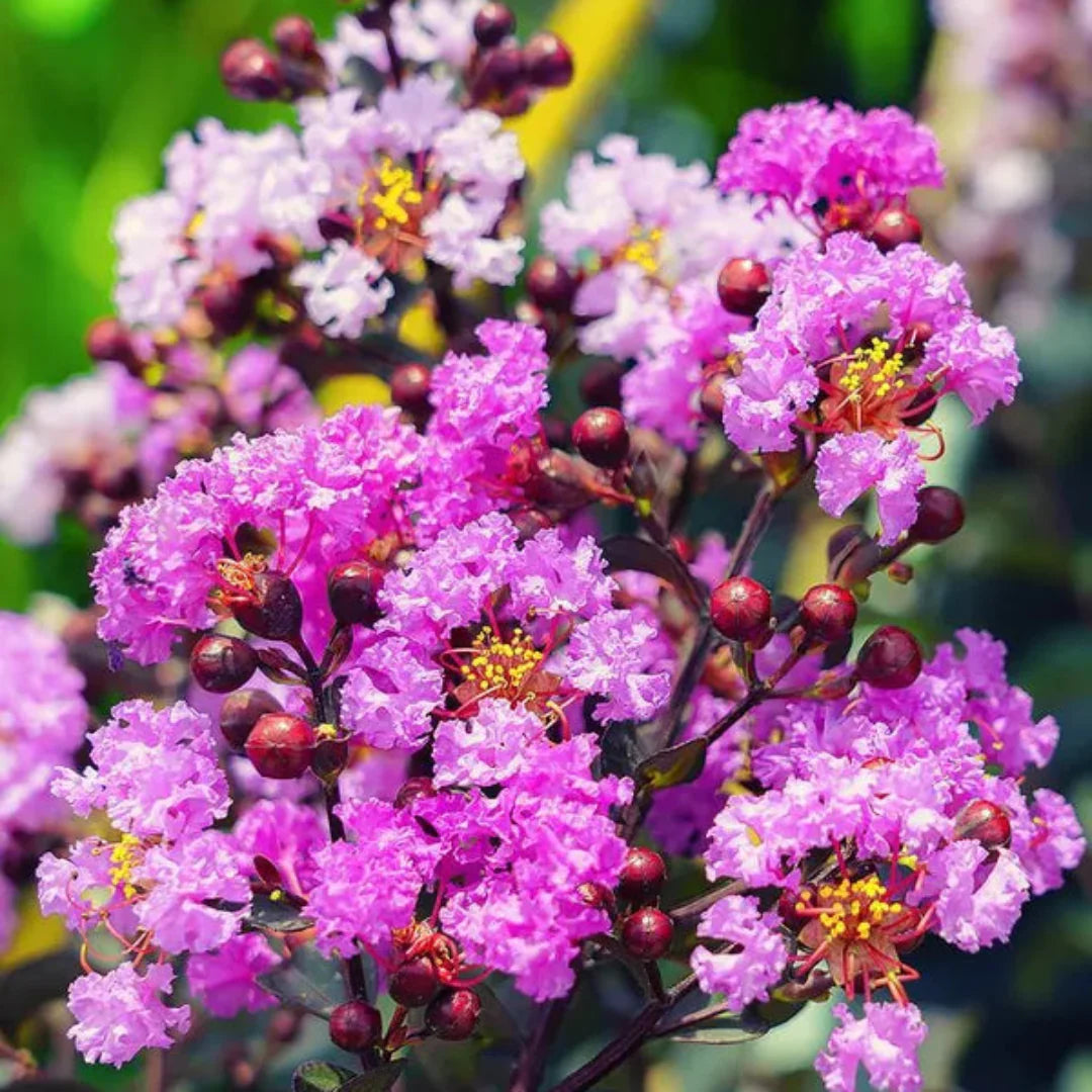 homeandgardensforless.com