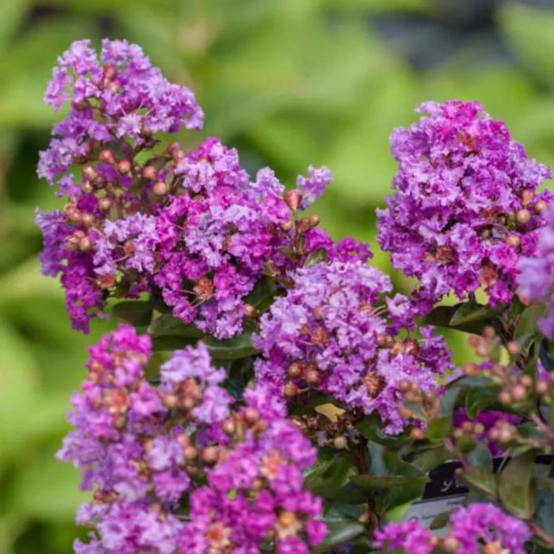 homeandgardensforless.com