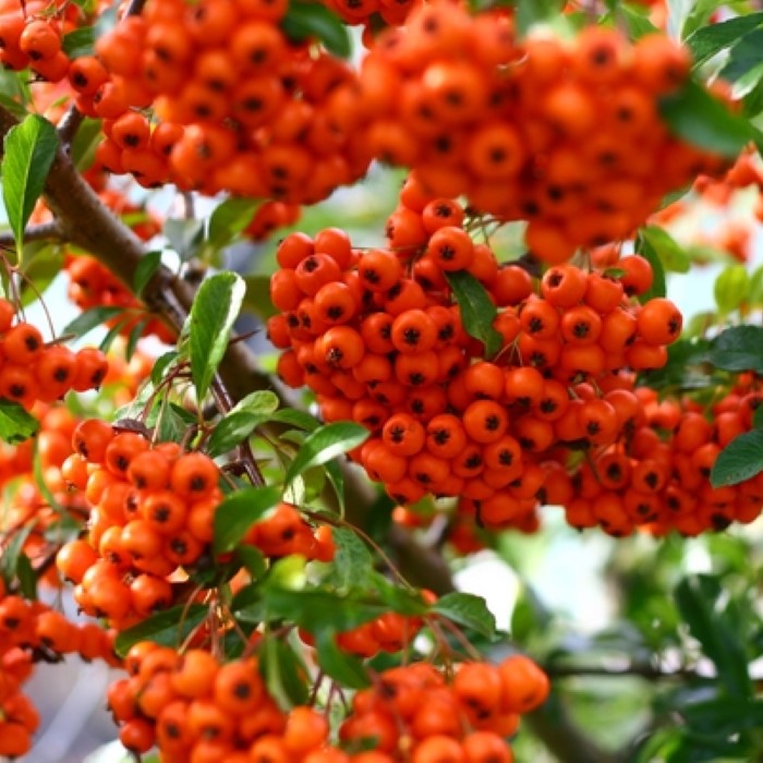 Firethorn Pyracantha Mohave ornamental shrub for outdoor landscape and garden borders