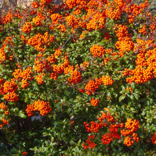 Close view of Pyracantha Mohave evergreen firethorn hedge plant with dense foliage