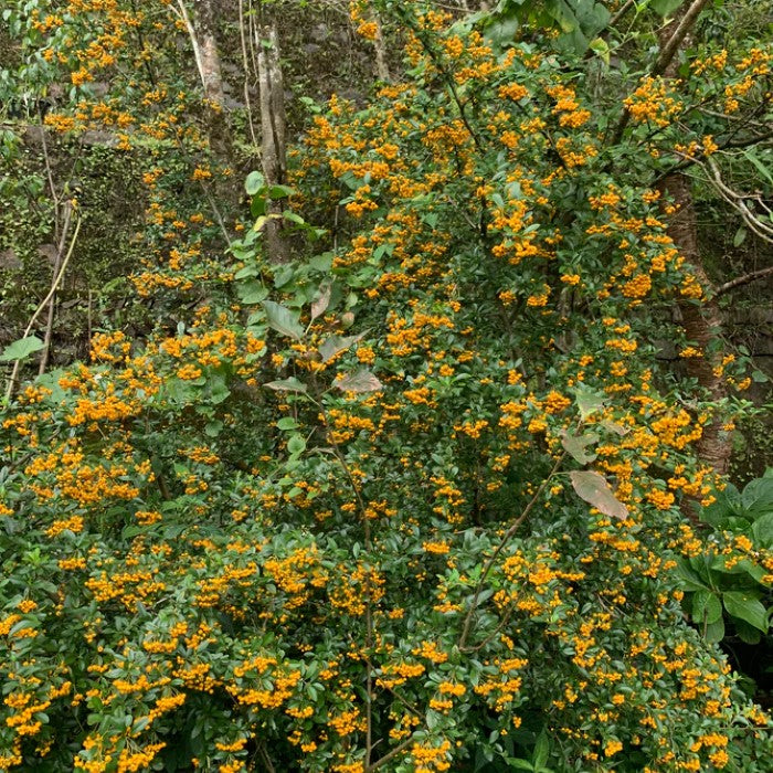 Pyracantha Mohave thorny shrub showing orange berries for privacy hedge planting