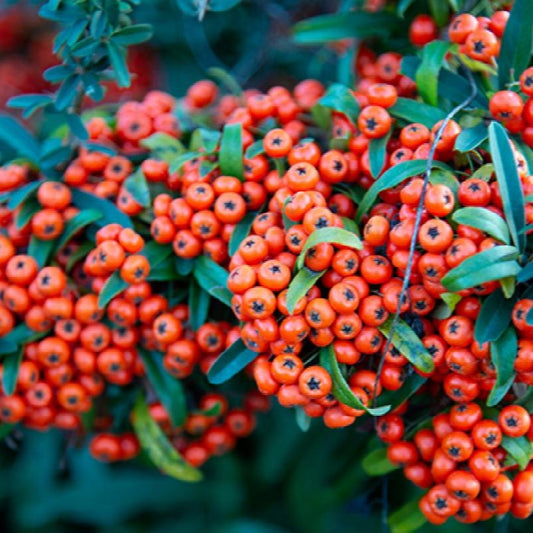 Pyracantha Mohave firethorn shrub with bright orange berries in landscape garden