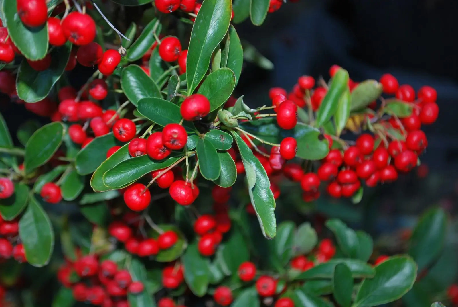 Pyracantha ‘Government’ shrub with dense evergreen foliage and bright red berries