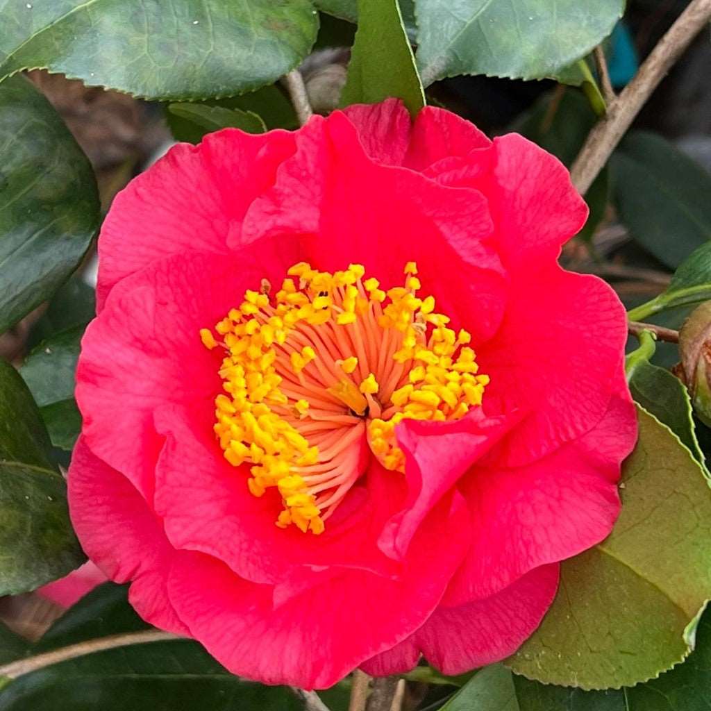 Camellia R.L.Wheeler Plant