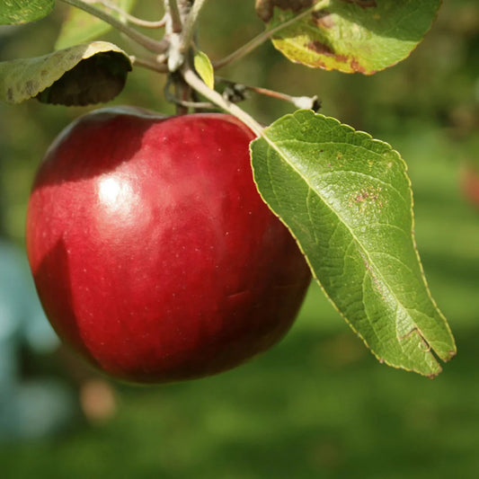 Potted Red Delicious Apple Tree for sale