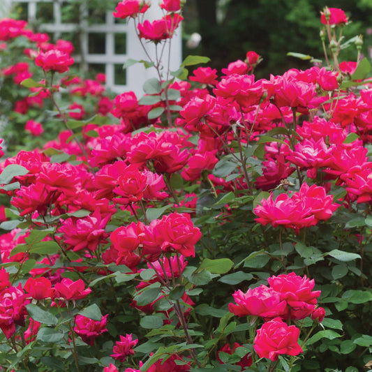 Red Knock Out Rose Plant with Glossy Green Leaves