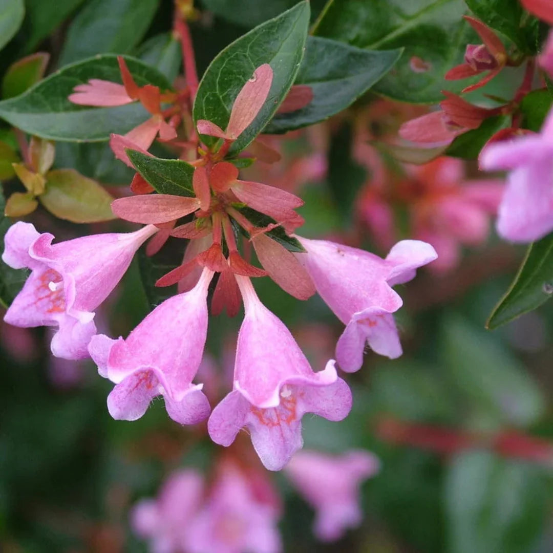 Abelia Edward Goucher landscape plant with bright pink summer flowers