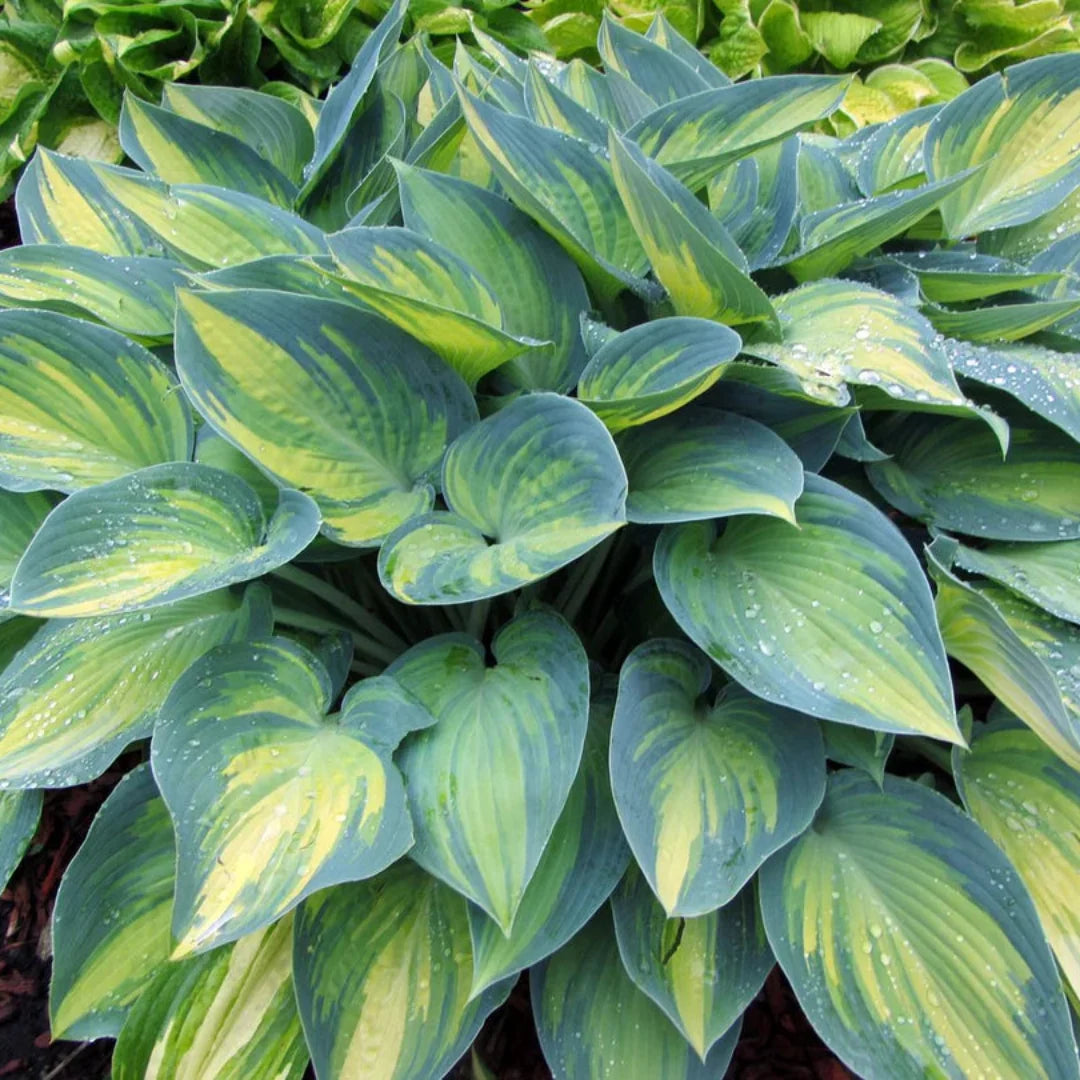 June Hosta
