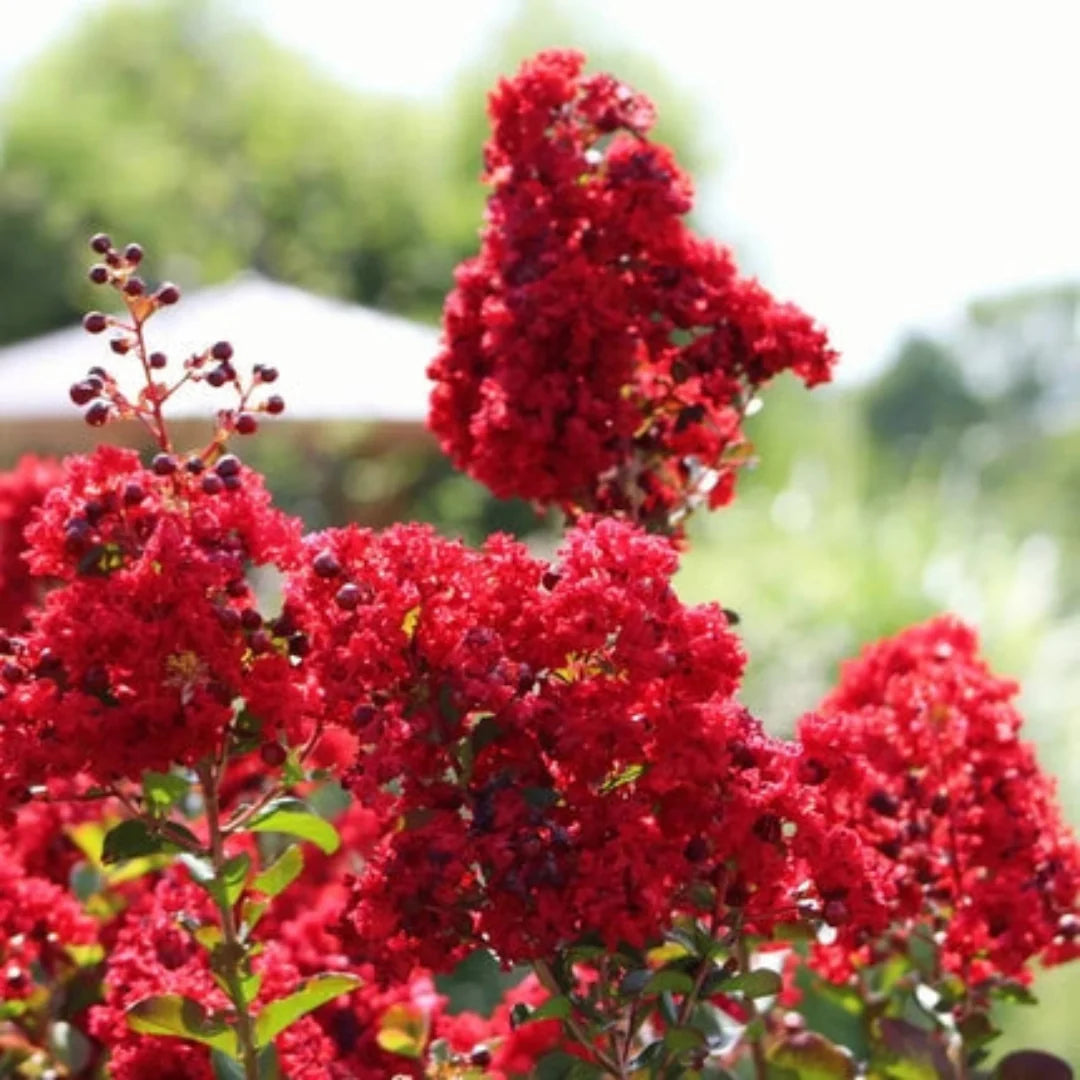 Red Blooming Crape Myrtle – Tall Flowering Tree