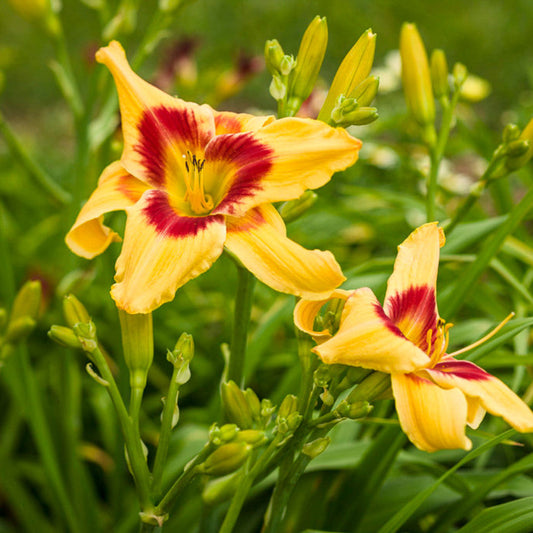 Hemerocallis Rainbow Rhythma Tiger Swirl Daylily – evergreen