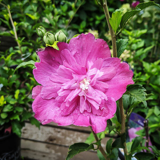 Hardy hibiscus plant with ruffled pink petals