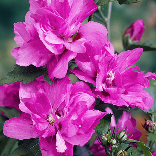 Raspberry Smoothie hardy hibiscus flowering plant