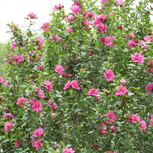 Raspberry Smoothie hibiscus tree blooming pink flowers