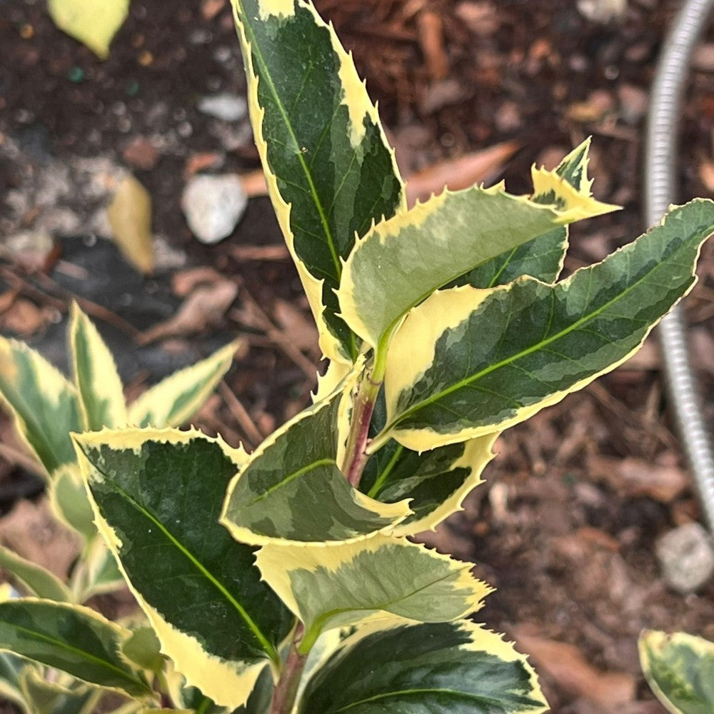 homeandgardensforless.com