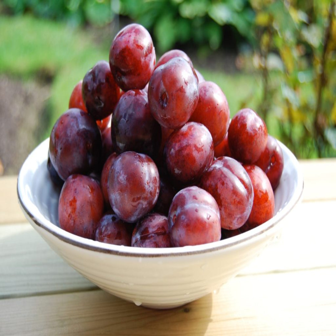 Basket of red plums showcasing ripe Ruby Sweet Plum harvest.