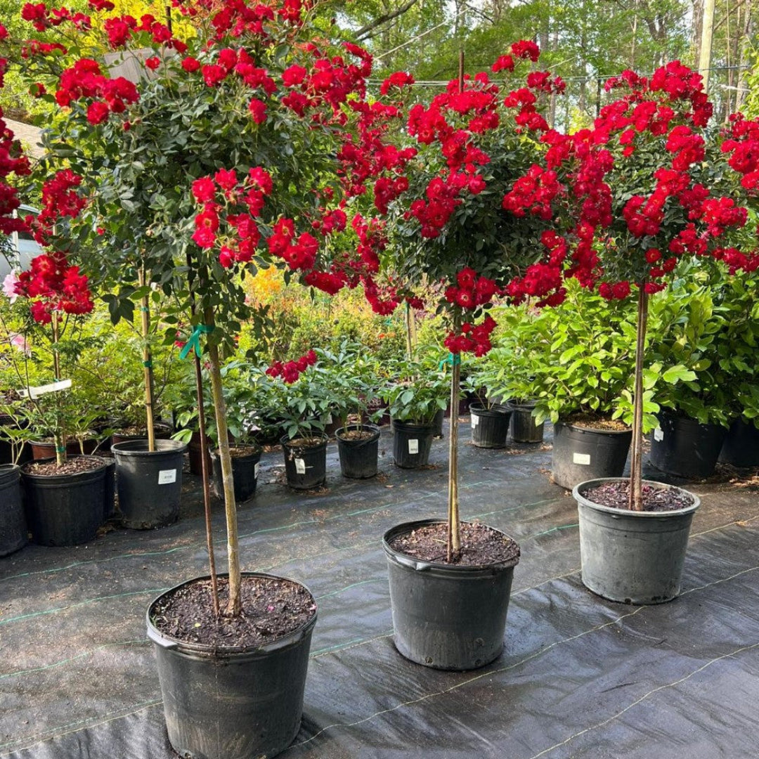 Red Drift Rose – flowering shrub