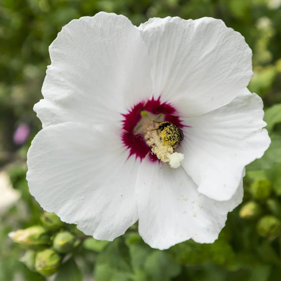 Close view of Red Heart Rose of Sharon flower showing dark red eye