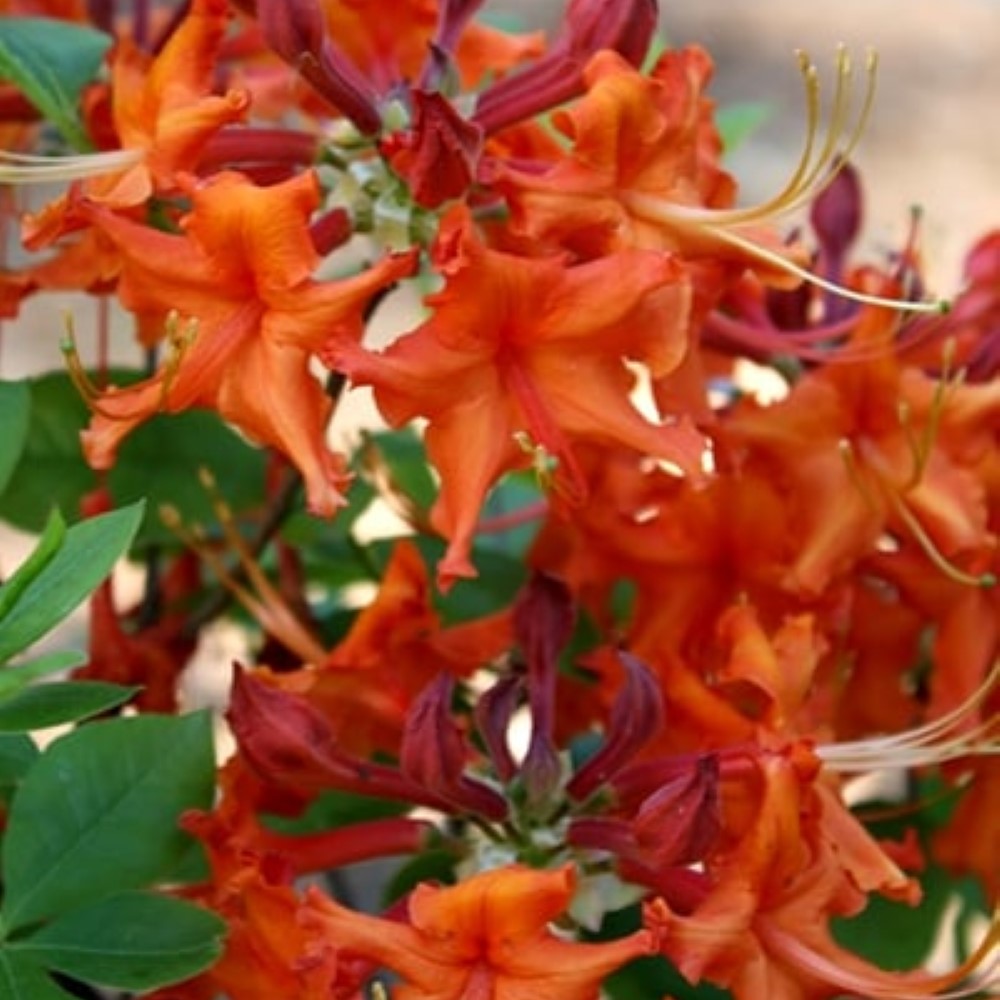 Red Pepper Rhododendron Native Azalea