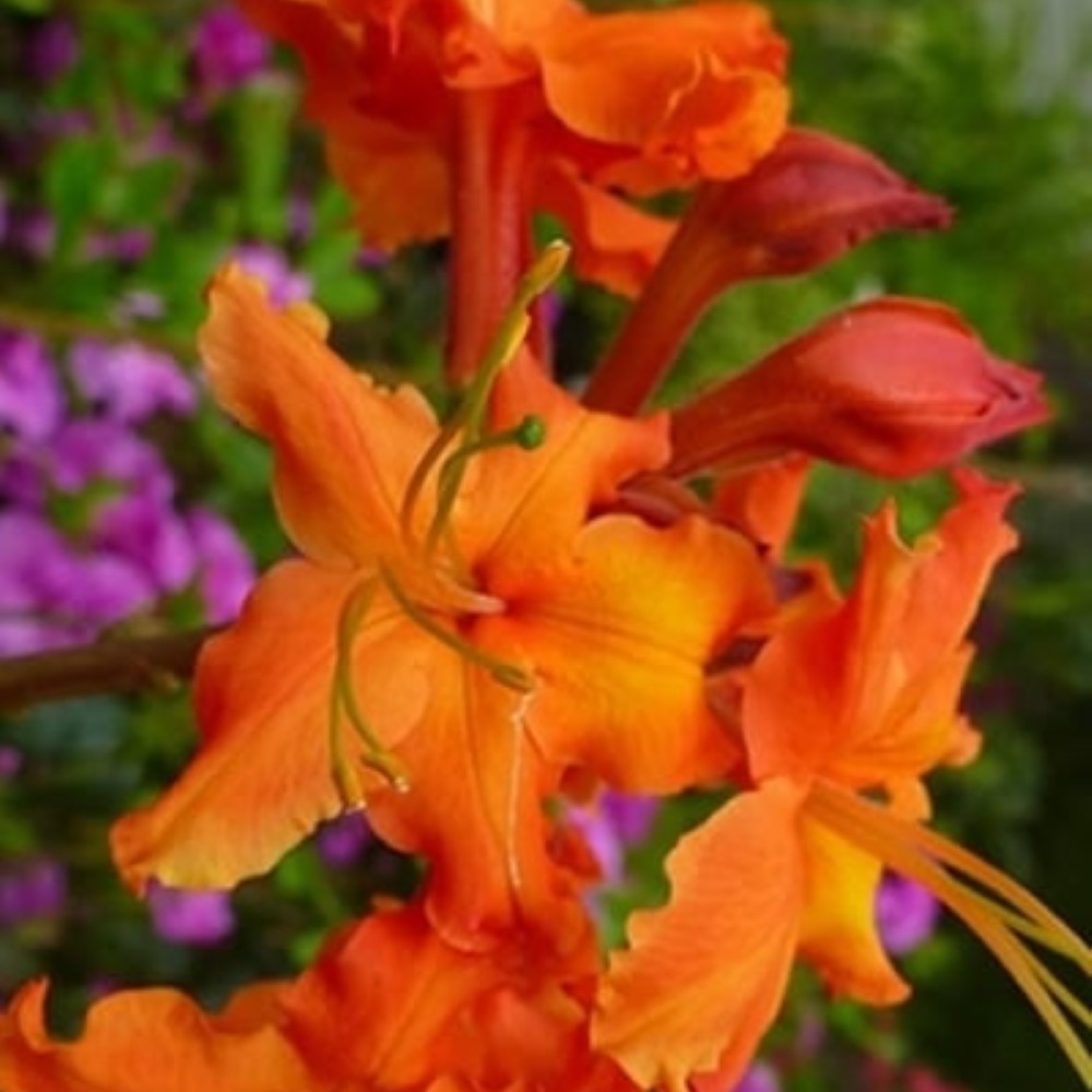 Red Pepper Native Azalea – Brilliant Red-Or | Pixies Gardens
