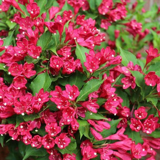 Red Weigela shrub vibrant blooms garden
