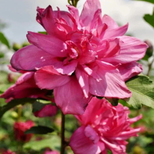 Close-up of Lucy Althea Double Rosy Red bloom – vibrant red Rose of Sharon flower