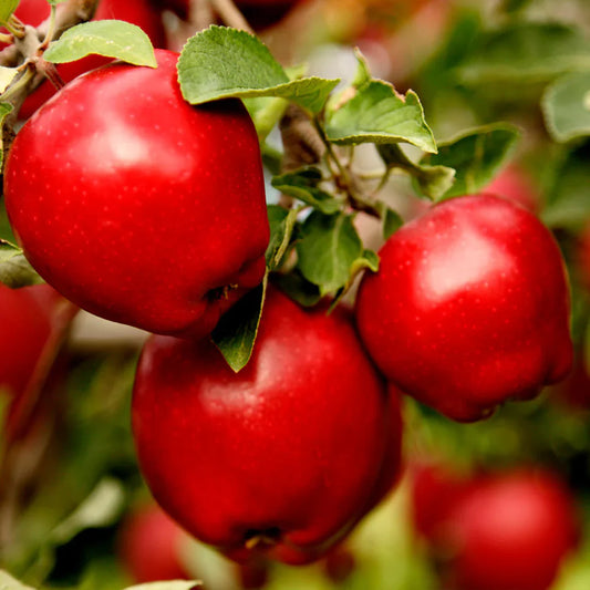 Close-up of Red Delicious apple fruit