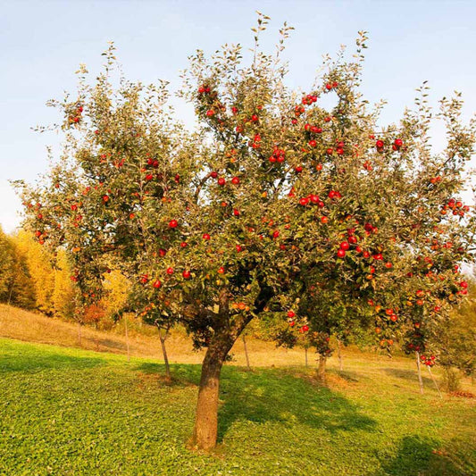 Full Red Delicious Apple Tree view
