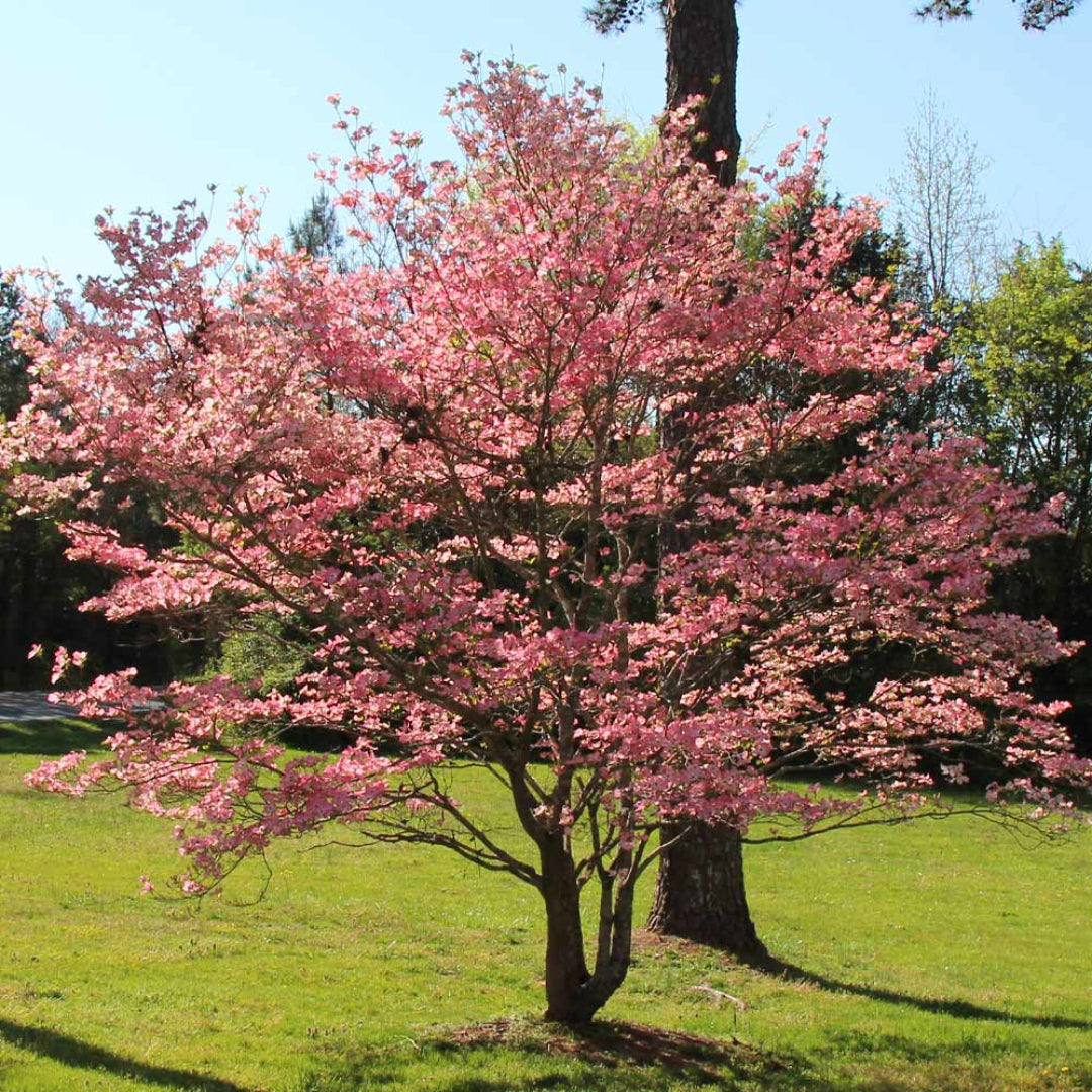 Red Flowering Dogwood in balled burlap form