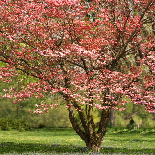 Red Flowering Dogwood Tree – Vivid Red Blooms | Live Native Tree | Zones 5–8 live plant for landscaping and home gardens