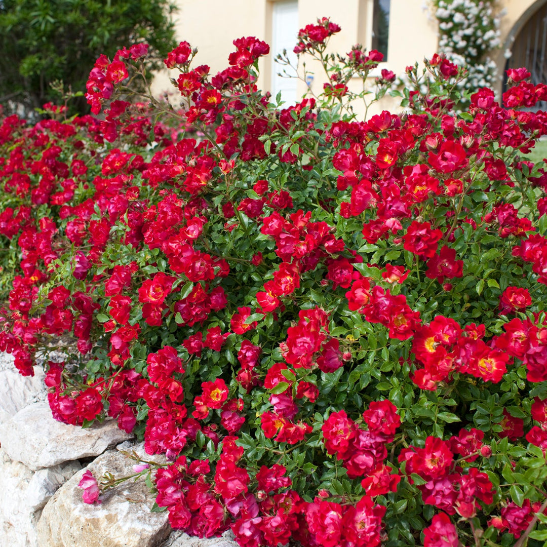 homeandgardensforless.com