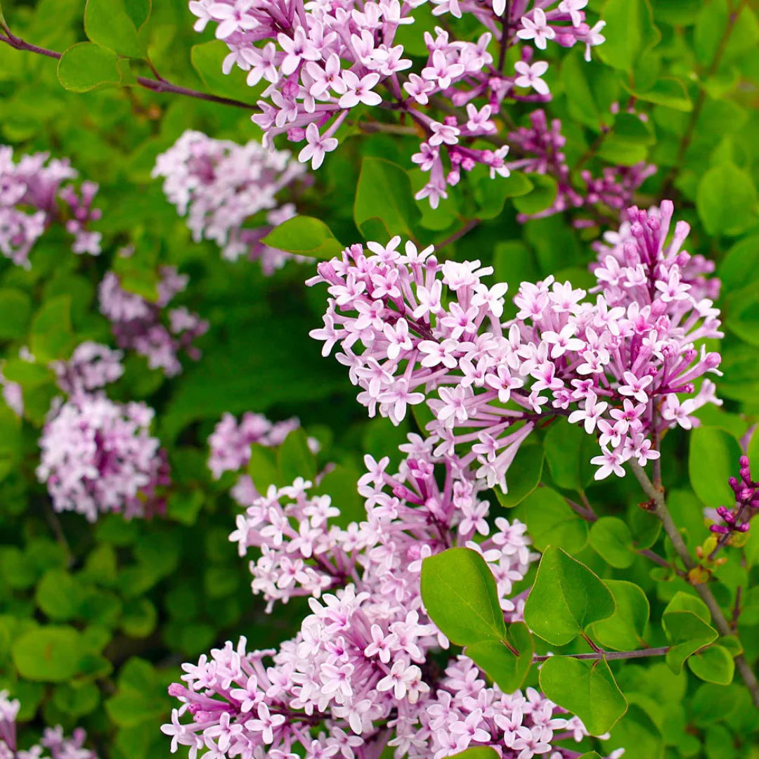 1 gallon Red Pixie Lilac bush dwarf flowering lilac for small landscape spaces