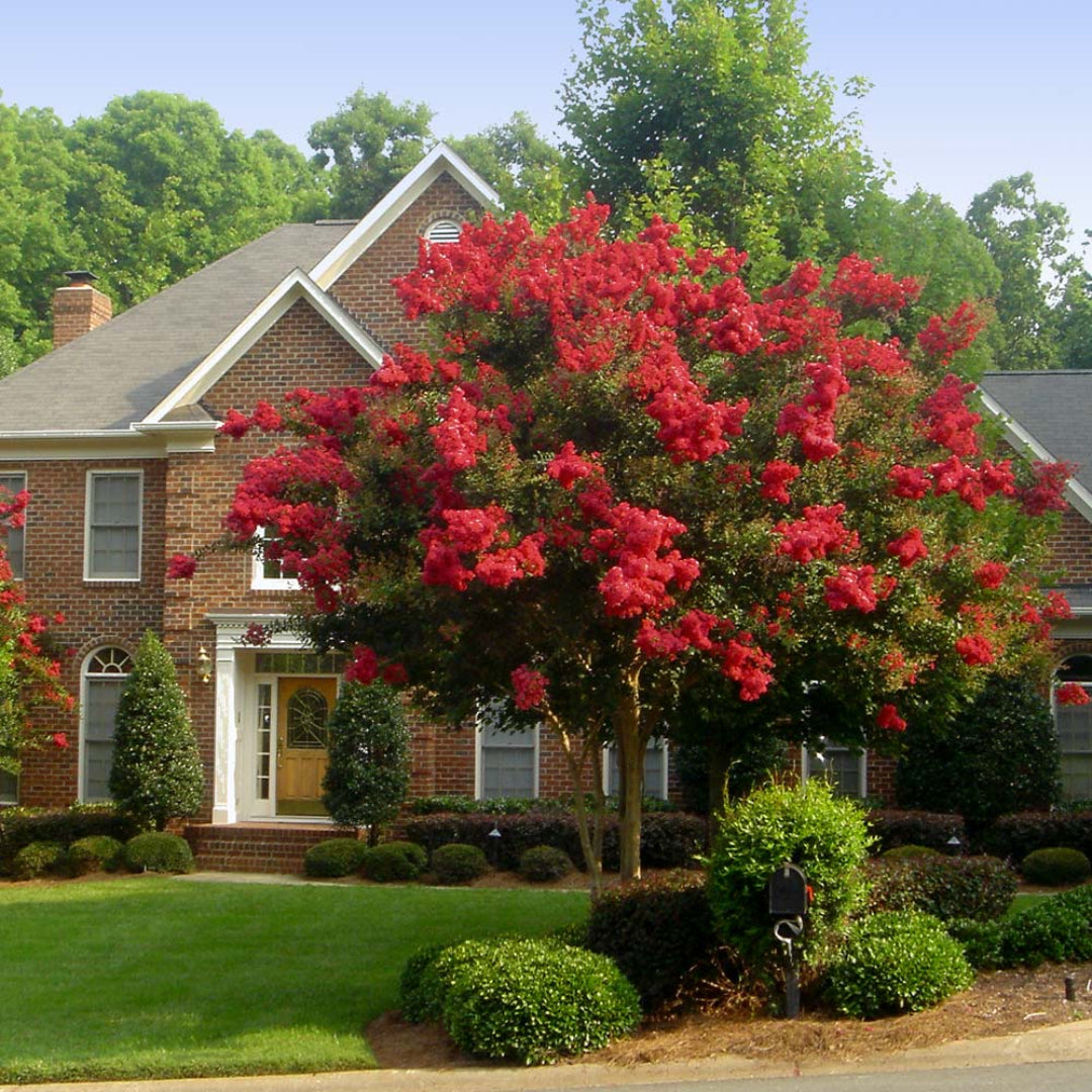 Red Rocket Crape Myrtle plant in pot showing structure and foliage