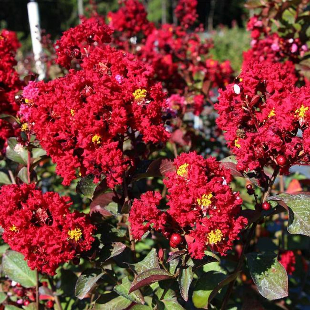 Red Rocket Crape Myrtle tree with bright red flower clusters in full bloom