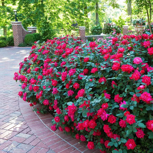 Radrazz Rose Shrub with Red Petals and Dense Growth