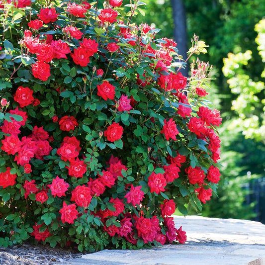 Radrazz Knock Out Rose Shrub in Full Bloom