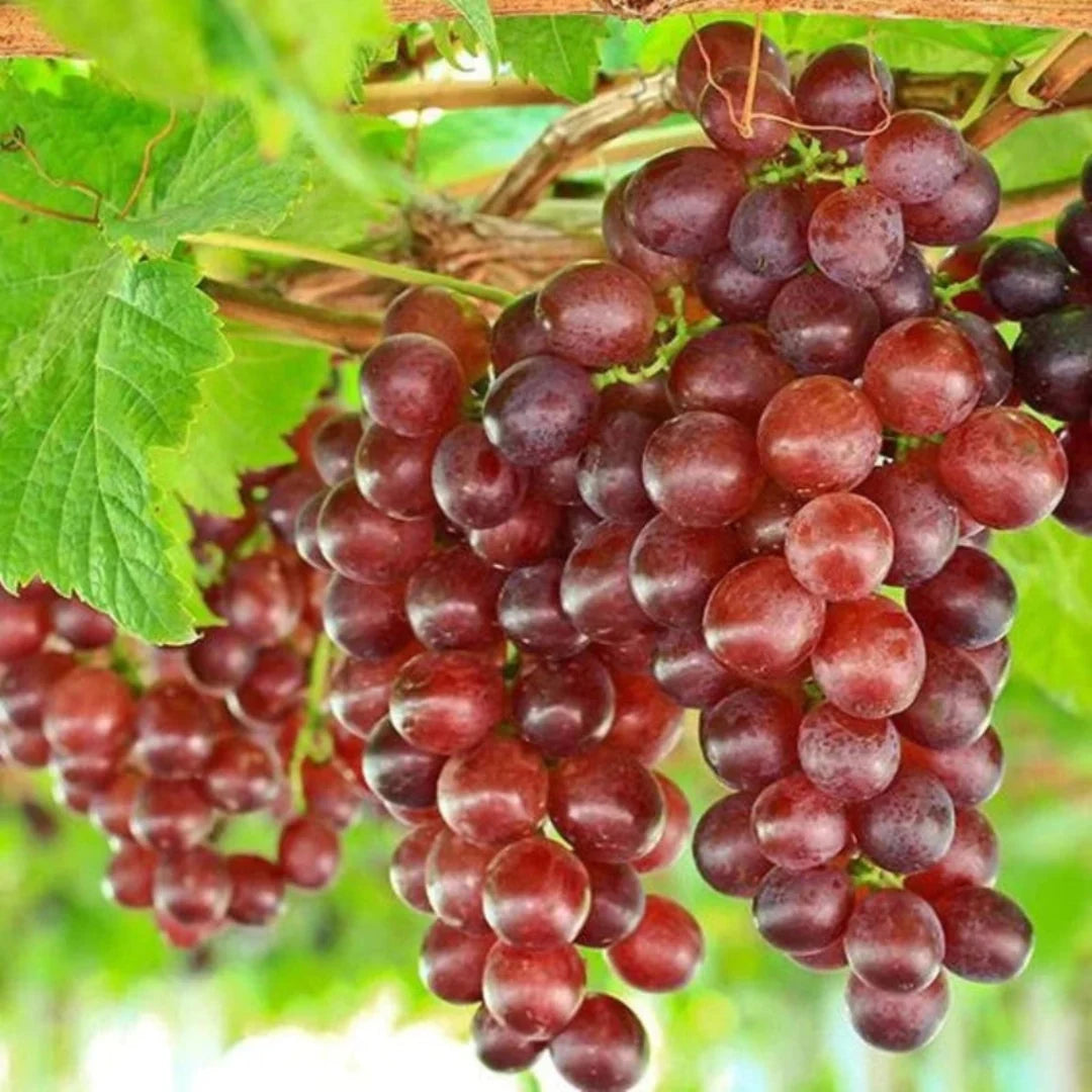 Reliance Red Seedless Grapes on the vine with bright red clusters
