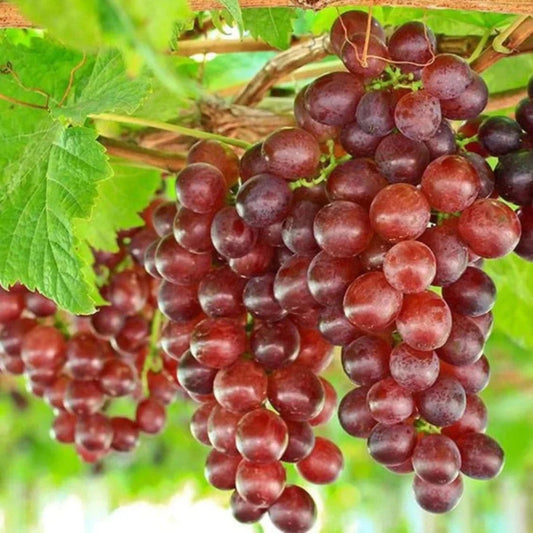 Reliance Red Seedless Grapes on the vine with bright red clusters
