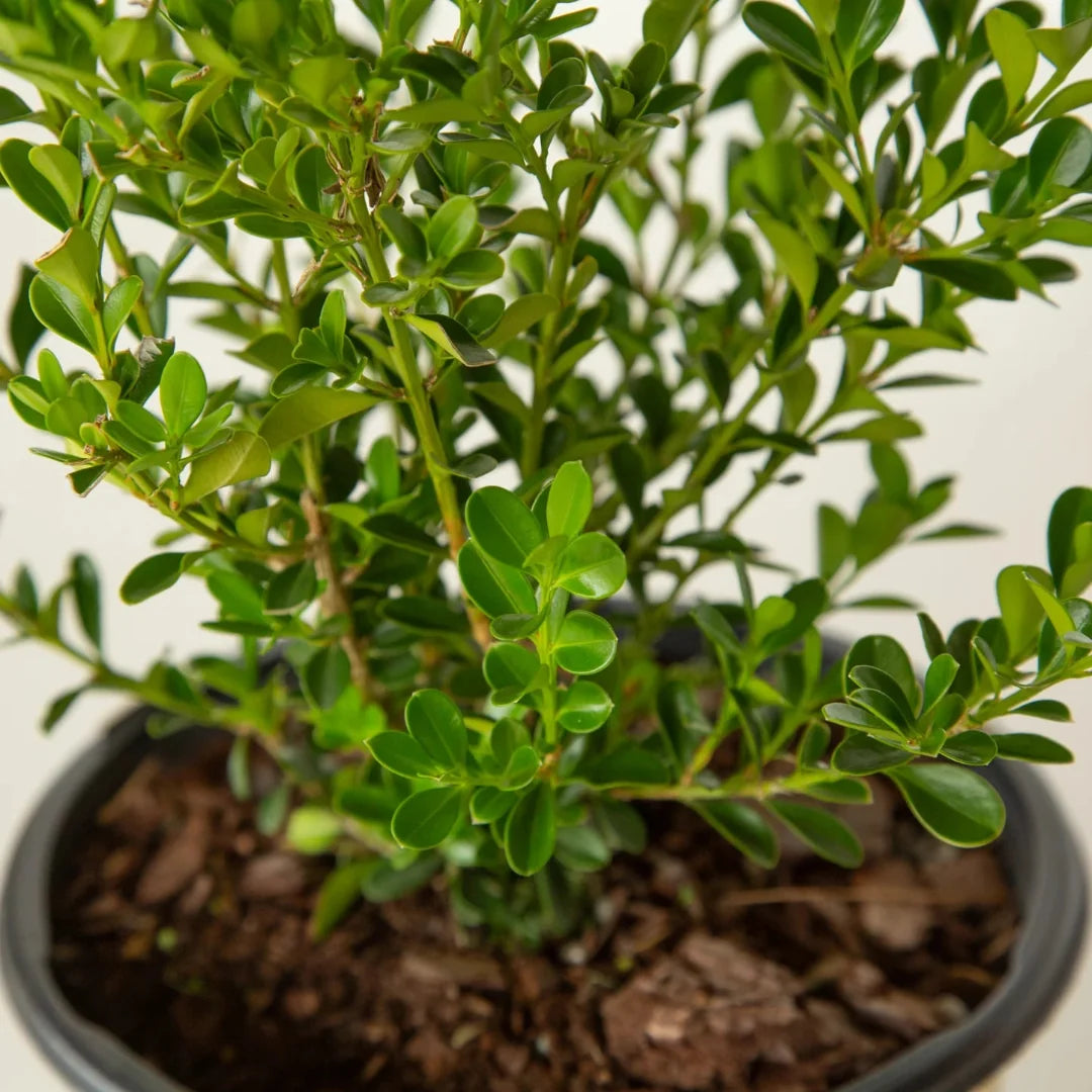 Better Boxwood Renaissance