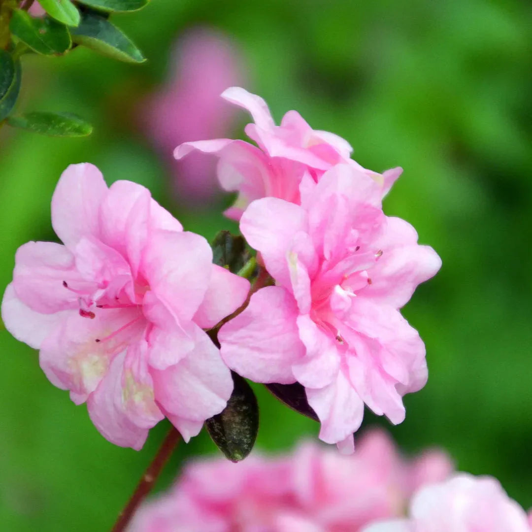 homeandgardensforless.com