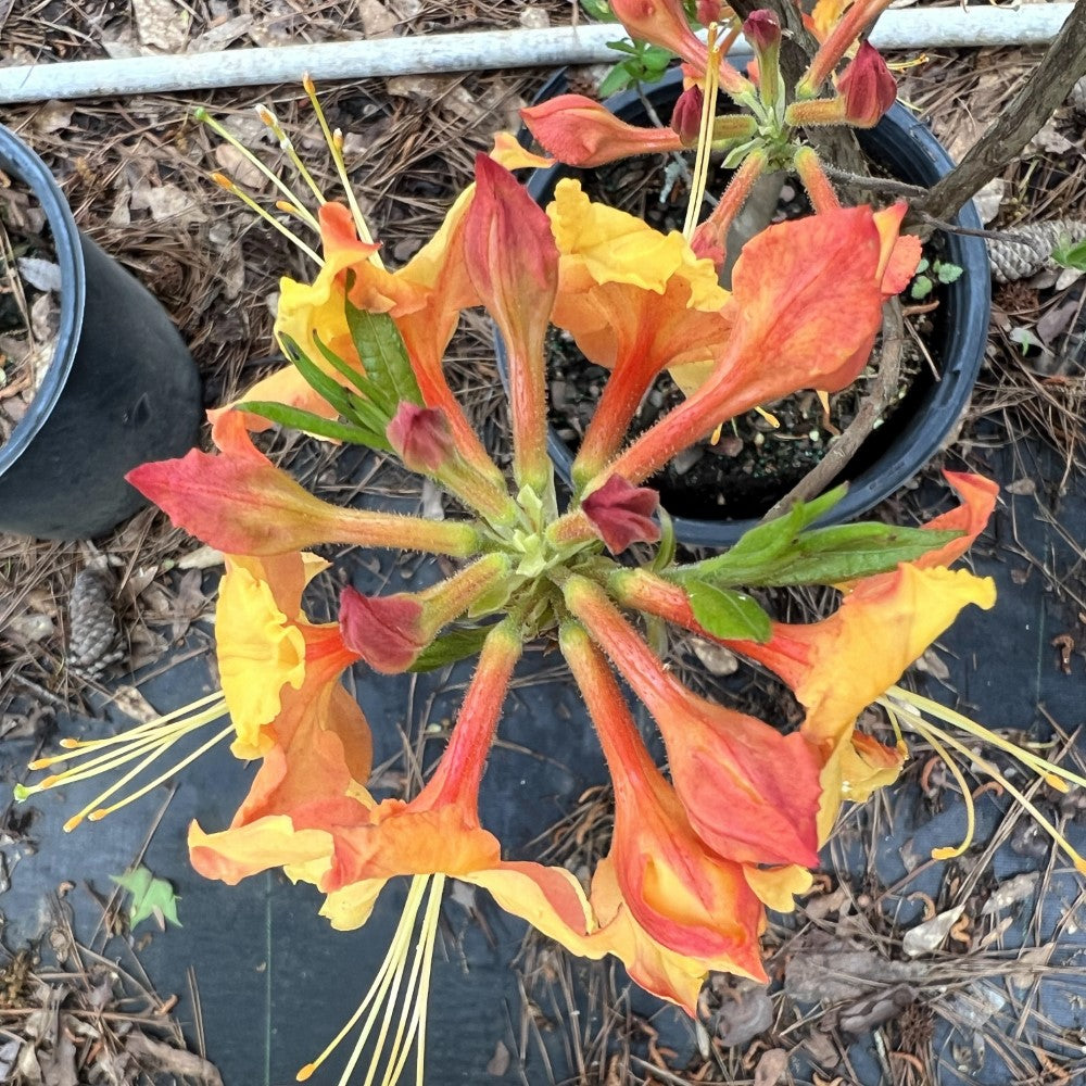 Rhododendron ‘Tallulah Sunrise’ plant displaying bright orange blooms and fresh foliage